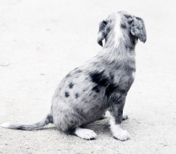 puppy