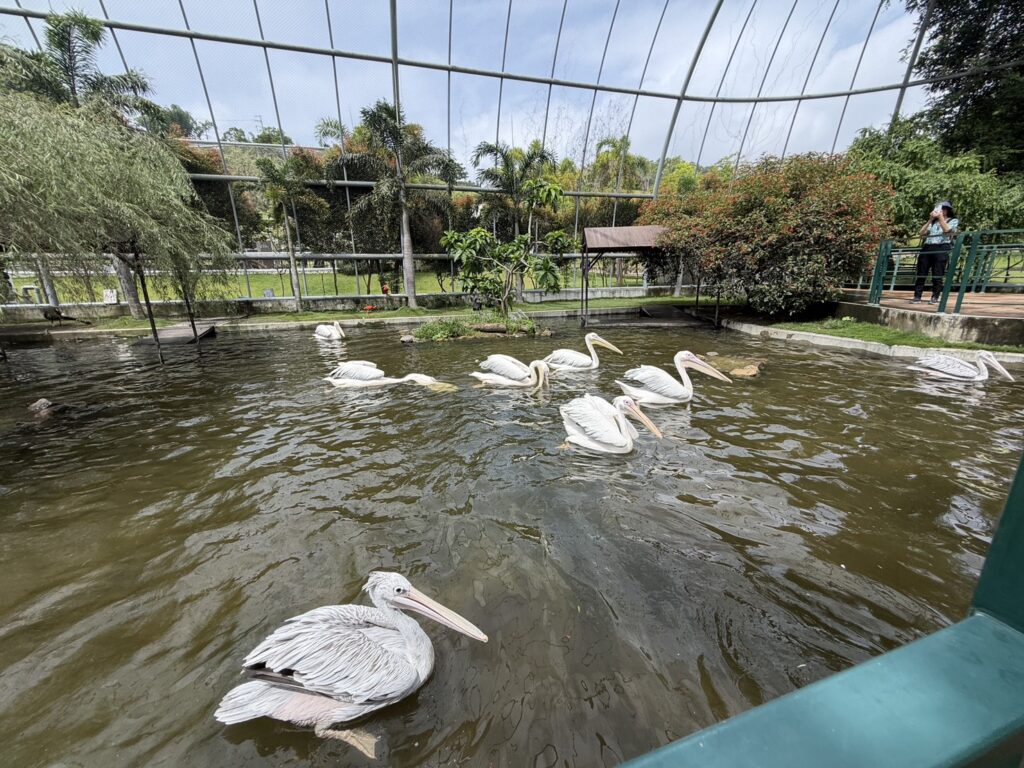 九九峰動物樂園親子