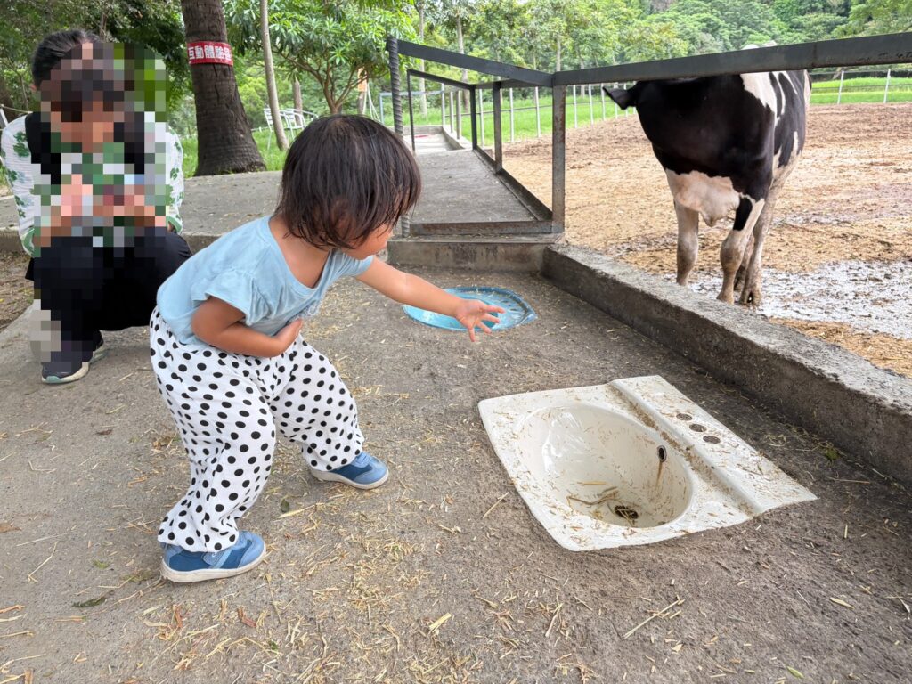 日月山景休閒農場餵牛