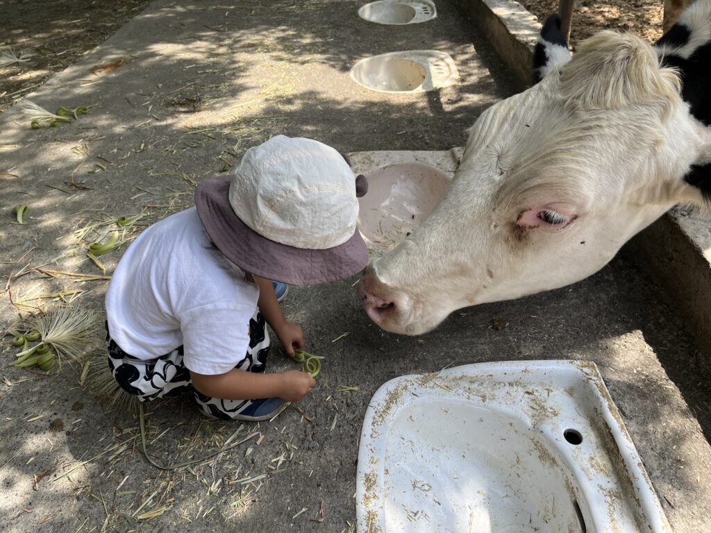 日月山景休閒農場餵牛