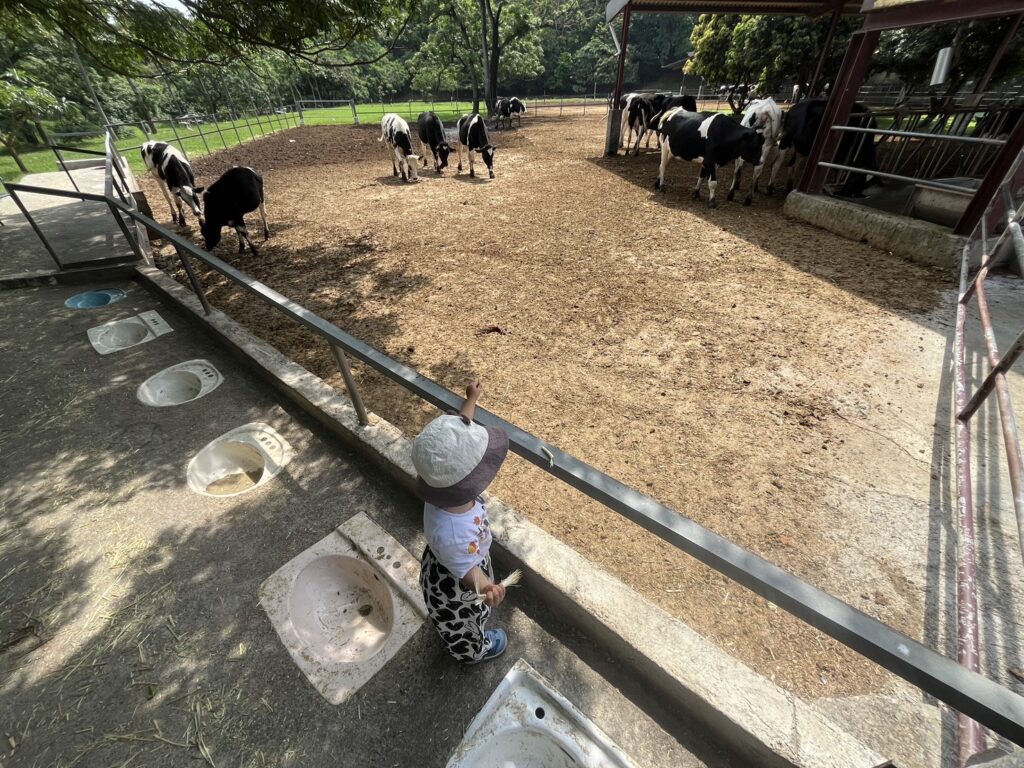 日月山景休閒農場餵牛