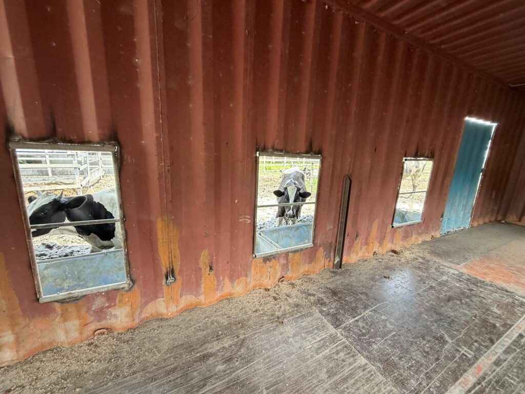 泳霖牧場 免費 看牛 彰化