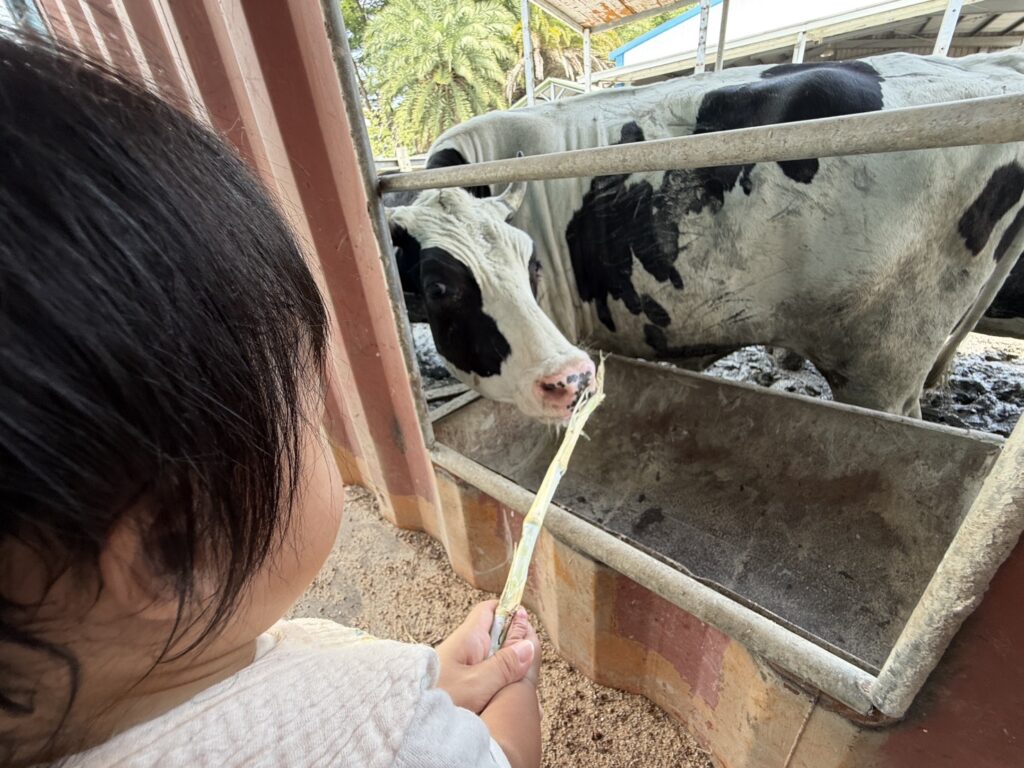 泳霖牧場 免費 看牛 彰化 秀水