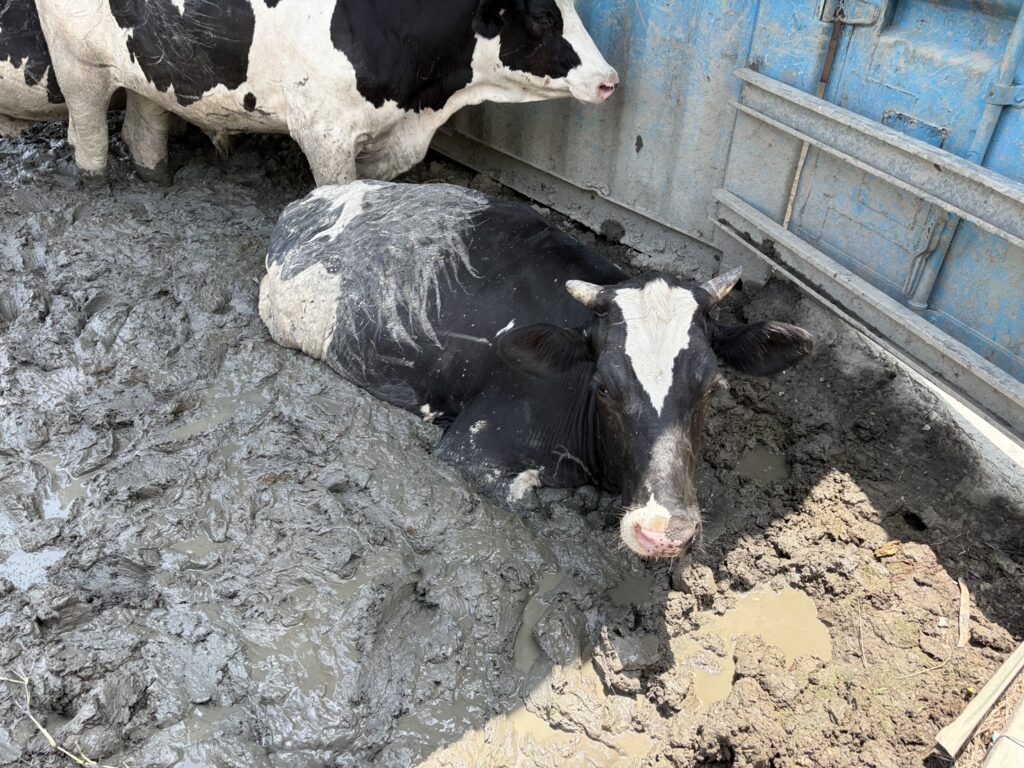 泳霖牧場 免費 看牛 彰化