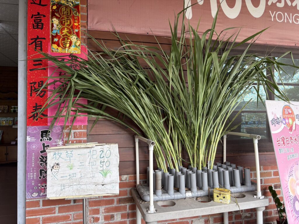 泳霖牧場 免費 看牛 彰化 秀水