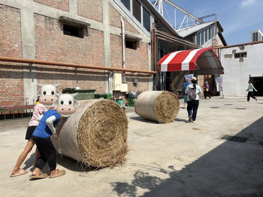 彰化乳牛節 滾稻草